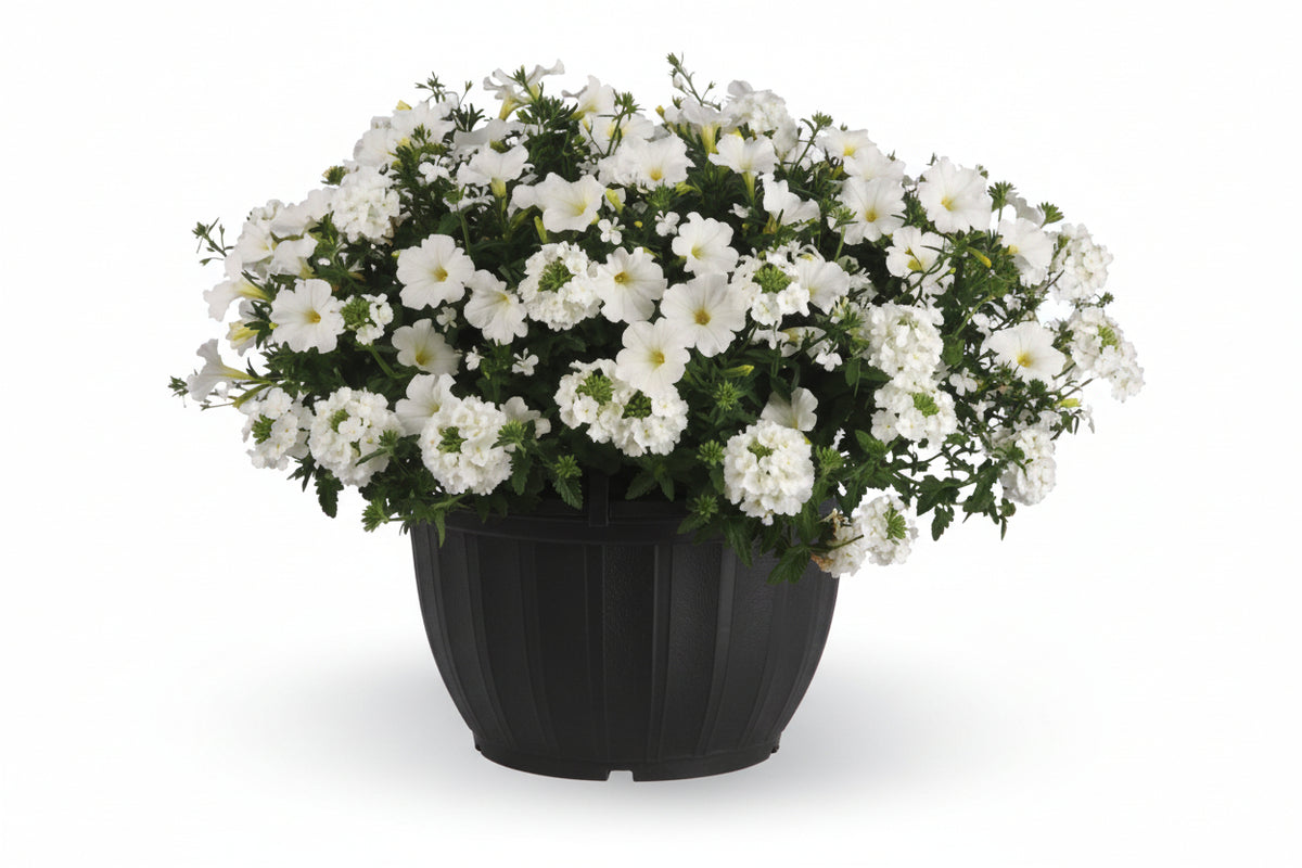 105 Walk On A Cloud - 11" Hanging Basket