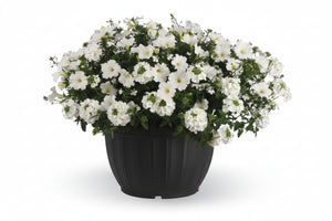 105 Walk On A Cloud - 11" Hanging Basket