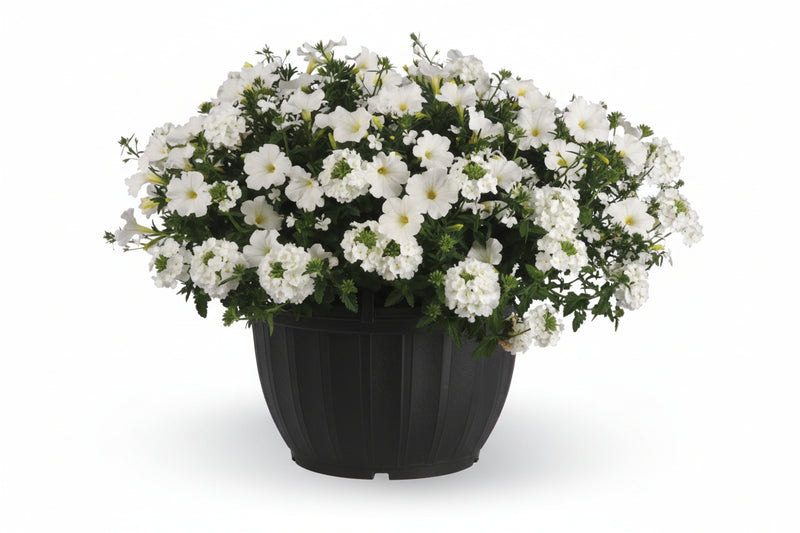 105 Walk On A Cloud - 11" Hanging Basket
