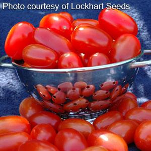 Tomato Red Grape - 4" Potted Vegetable