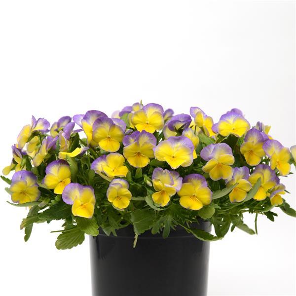 Viola Common Violet Halo Lemon Frost - 6" Perennial