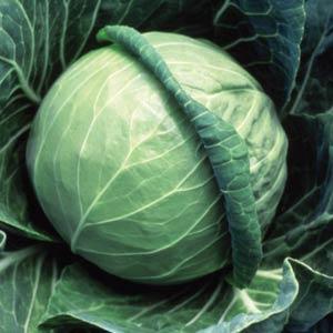 Broccoli Lieutenant - 4 Pack Vegetable