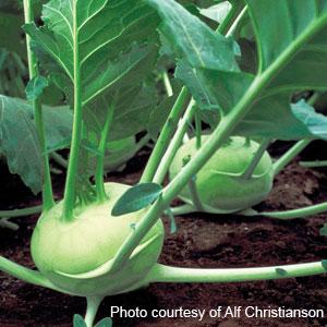 Kohlrabi Quickstar - 4" Potted Vegetable