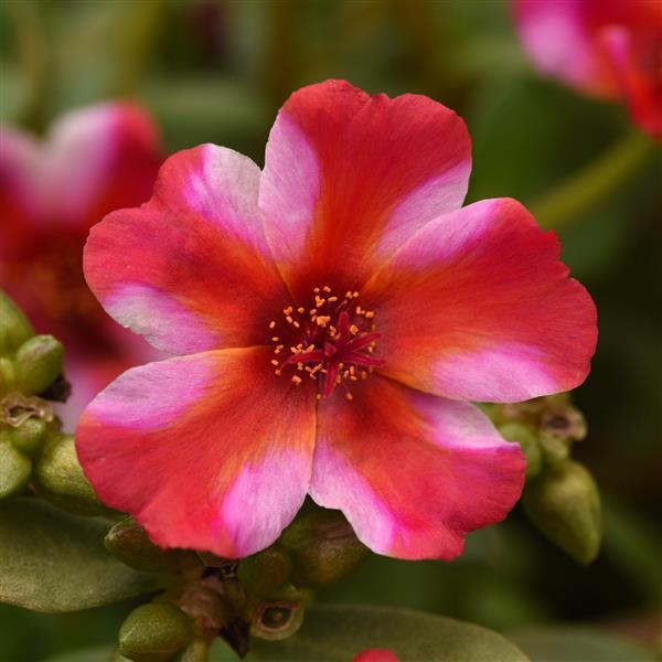 Purslane RioGrande Frosted Strawberry - 11" Hanging Basket