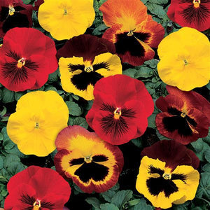 Pansy Delta Classic Mix Blaze - 12" Bowl Planter