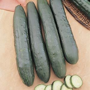 Cucumber Burpless Supreme - 4" Potted Vegetable