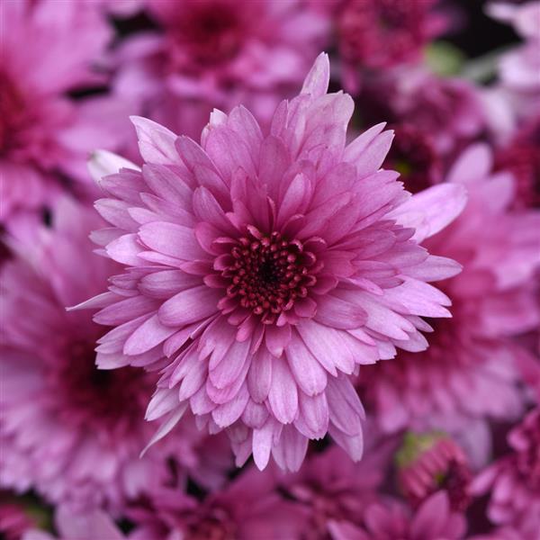 Carousel Pink - 9"x6" Potted Garden Mum