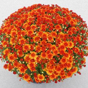 Autumn Glow Bronze - 10" Deco Pot Garden Mum