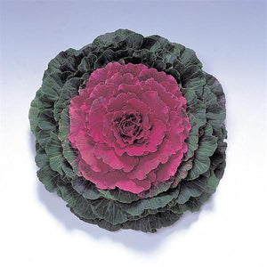 Pigeon Red Ornamental Kale - 8" Fall Annuals
