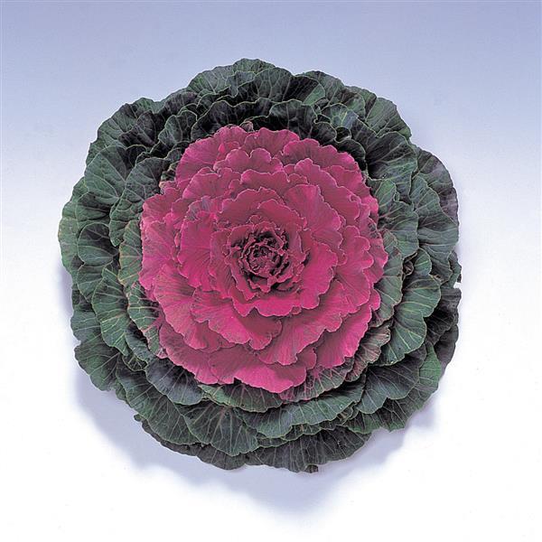 Pigeon Red Ornamental Kale - 8" Fall Annuals