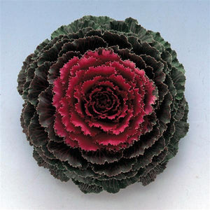 Songbird Red Ornamental Kale - 5" Fall Annuals