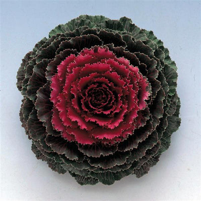 Songbird Red Ornamental Kale - 5" Fall Annuals