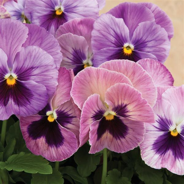 Pansy Delta Pink Shades - Valpo