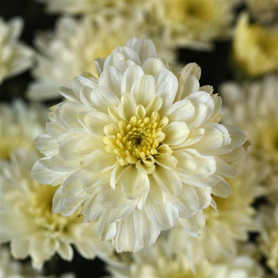 Cyclone White - 8"x5" Potted Garden Mum