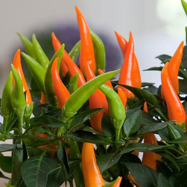 Santos Orange Ornamental Pepper - 5" Fall Annuals