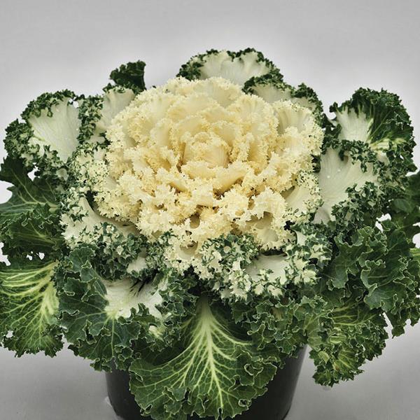 Nagoya White Ornamental Kale - 8" Fall Annuals