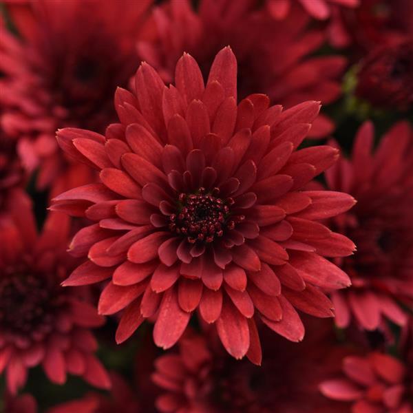 Cosmic Fireball Red - 5" Potted Garden Mum