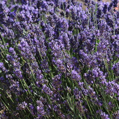 Lavandula ang SuperBlue - 4.33" Potted Herb