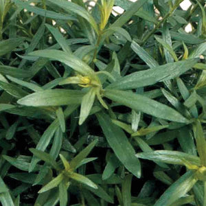 Tarragon French - 4.33" Potted Herb