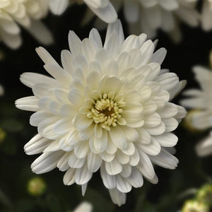 Axios White - 9"x6" Potted Garden Mum