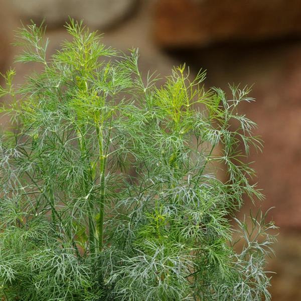 Dill Fernleaf - 4.33" Potted Herb