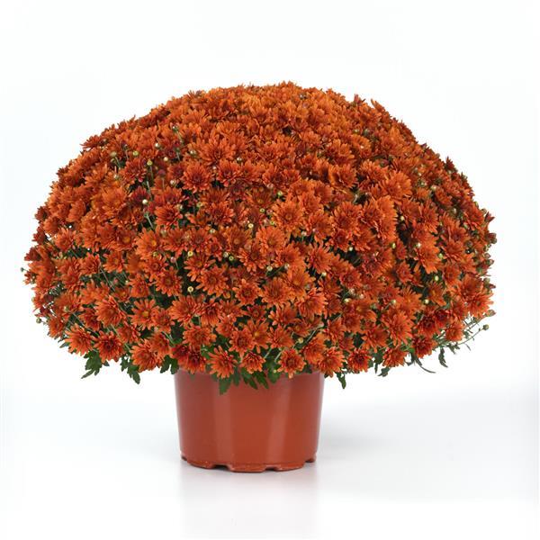 Axios Orange - 10" Garden Mum Hanging Basket