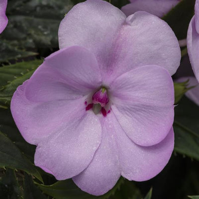 SunPatiens Orchid Blush - 11" Hanging Basket