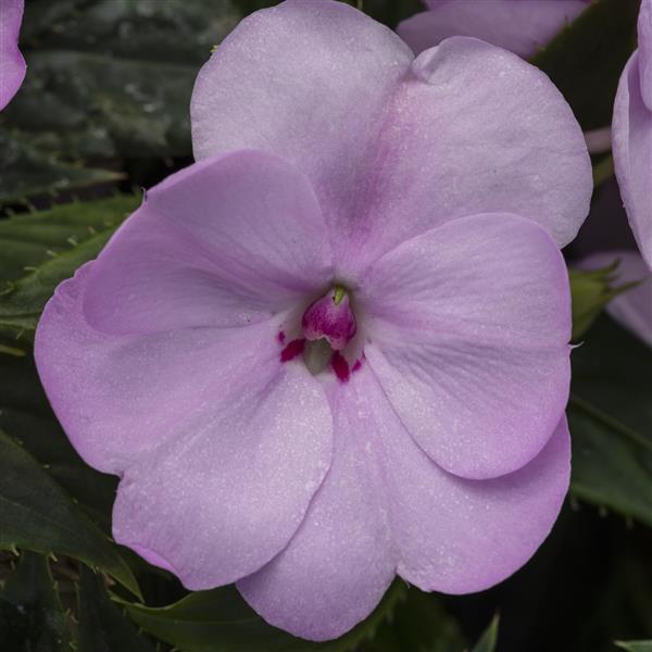SunPatiens Orchid Blush - 11" Hanging Basket