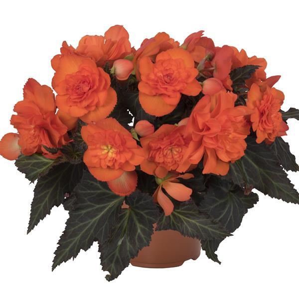 Begonia I'Conia Portofino Dark Orange - 8" Planter
