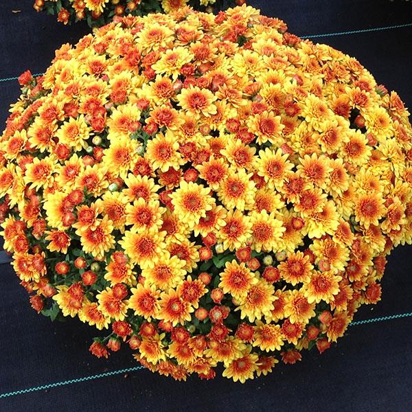 Autumn Envy Bronze - 5" Potted Garden Mum