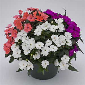 SunPatiens Forever Summer Mix - 12" Planter