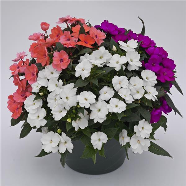 SunPatiens Forever Summer Mix - 12" Planter