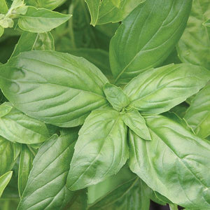 Basil Italian large leaf 4"