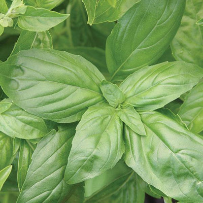 Basil Italian large leaf 4"