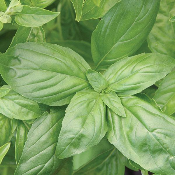 Basil Italian large leaf 4"