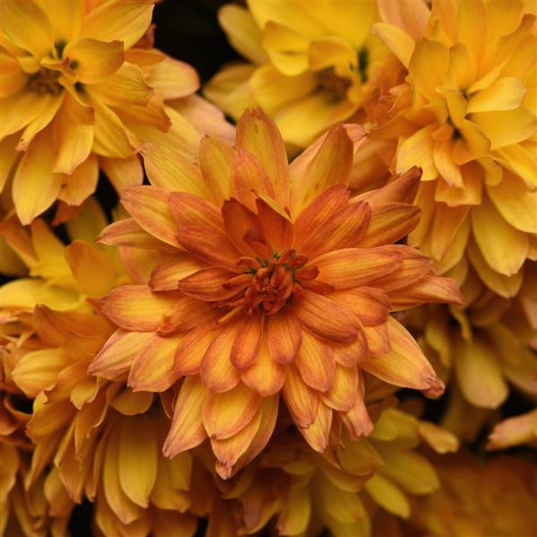 Kizzmet Golden Yellow - 10" Deco Pot Garden Mum