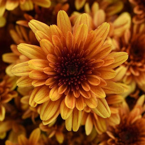 Milkshake Papaya Orange - 8"x6" Potted Garden Mum