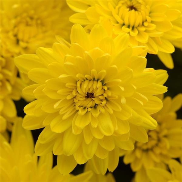 Avalon Golden Yellow - 5" Potted Garden Mum