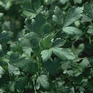 Parsley Italian Dark Single - 4.33" Potted Herb