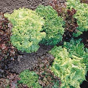 Lettuce Bistro Salad Blend - 4 Pack Vegetable