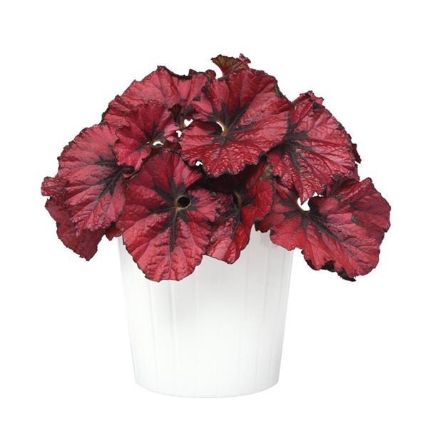 Rex Begonia Jurassic Heartbeat - 4.5" Potted Begonia