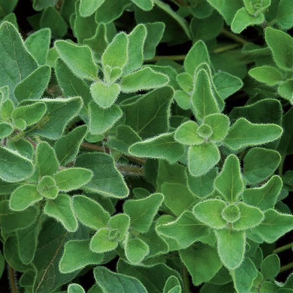 Oregano Greek - 4.33" Potted Herb