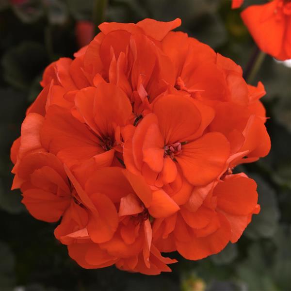 Geranium Presto Orange - 4.33" Premium Annual
