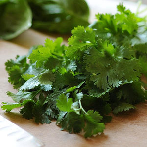 Cilantro sativum Santo - 4.33" Potted Herb