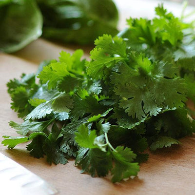 Cilantro sativum Santo - 4.33" Potted Herb