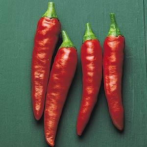 Pepper Super Chili - 4" Potted Vegetable