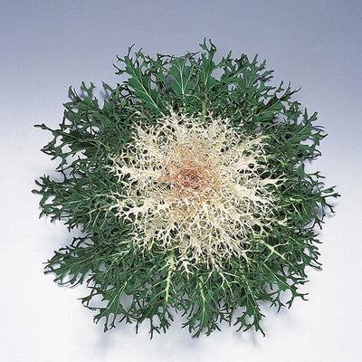 Peacock White Ornamental Kale - 8" Fall Annuals