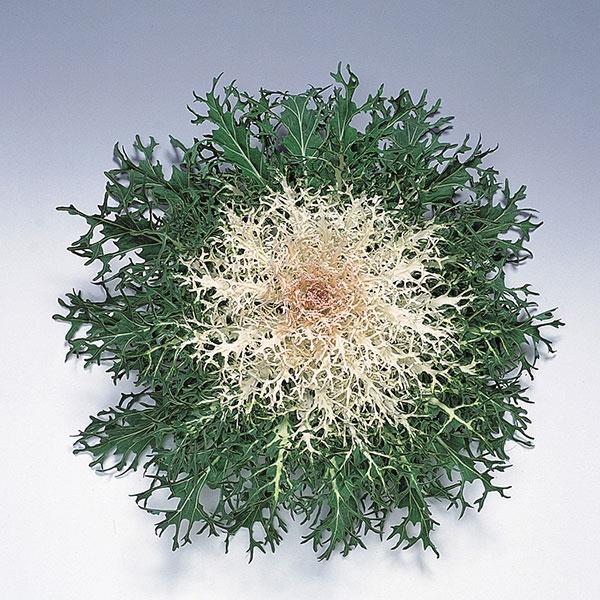 Peacock White Ornamental Kale - 8" Fall Annuals