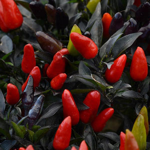 Midnight Fire Ornamental Pepper - 5" Fall Annuals