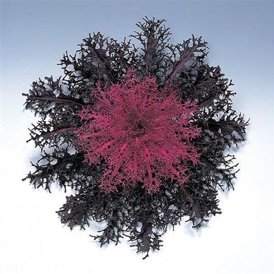 Peacock Red Ornamental Kale - 8" Fall Annuals